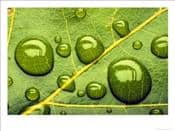 Acid-Rainrain-Drops-on-Leaf-Photographic-Print-C12821419