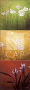 CAP-12147