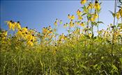 Gray-headed-Coneflower_5584