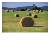 Photographic-Print-C11922939